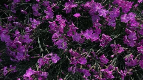 Background texture flowers bright Stock Footage 161005884