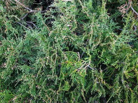 Background texture of a fluffy green branches of a Bush. Stock Photos