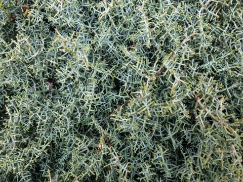 Background texture of a fluffy green branches of a Bush. 写真素材