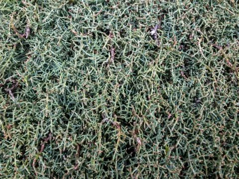 Background texture of a fluffy green branches of a Bush. 写真素材