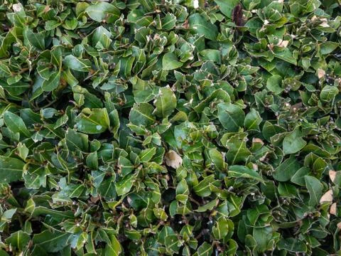 Background texture of a fluffy green branches of a Bush. 写真素材