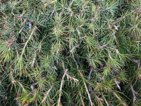 Background texture of fluffy green tree branches. Stock Photos