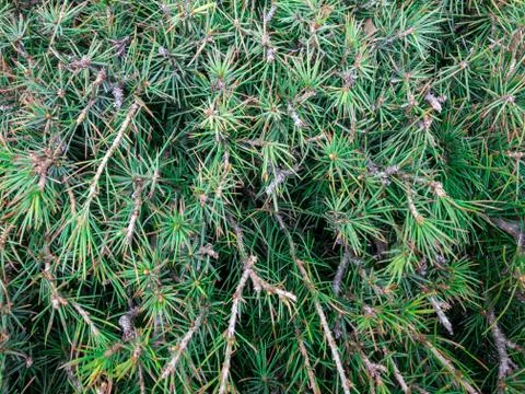 Background texture of fluffy green tree branches. Stock Photos
