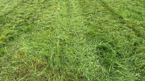 Background with texture of freshly cut green grass and mown grass Stock Footage 337359604