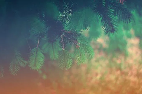 Background a texture furry spruce tree branches Stock Photos