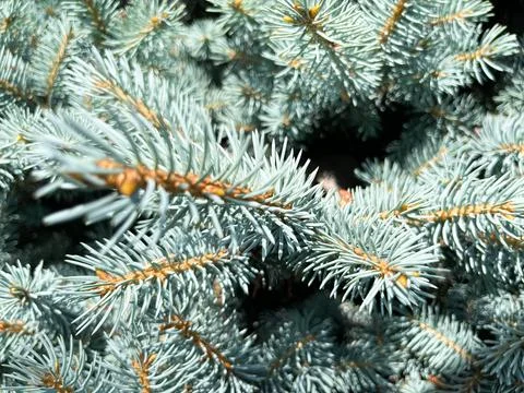 Background a texture furry spruce tree branches for a Christmas card Stock Photos