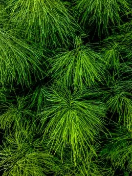 Background a texture furry tree branches for a Christmas card Stock Photos