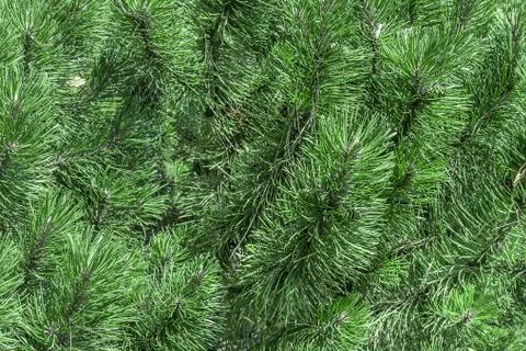 Background a texture furry tree branches. Christmas tree needles top view bac Photos