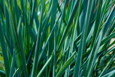 Background texture of grass cyan blue-green Stock Photos