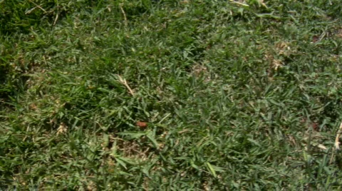 Background Texture Grass Video stock 726944