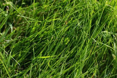 Background texture of grass Stock Photos