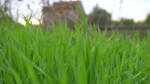 Background texture of grass sky house Stock Footage 143275269