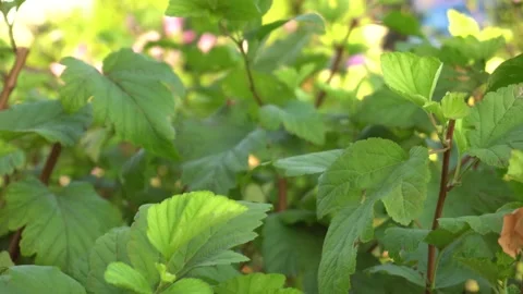 Background texture of green bush leaves Stock Footage 139084259