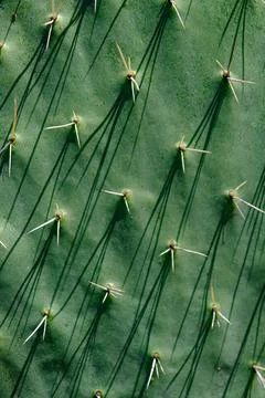 Background texture of green cactus with spines Stock Photos