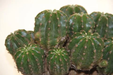 Background texture green cactus with thorns Stock Photos