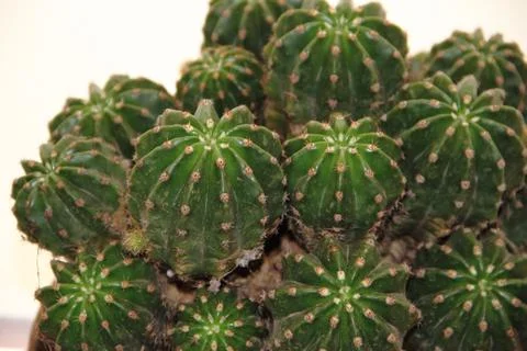 Background texture green cactus with thorns Stock Photos