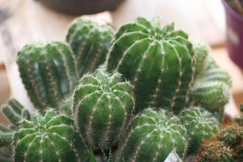 Background texture green cactus with thorns Stock Photos