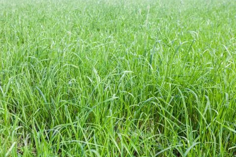 Background texture of green grass with color shade mint with blurred effect Stock Photos