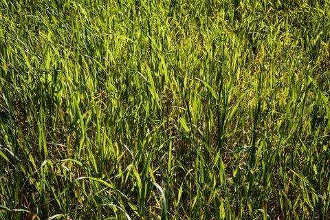 Background texture of the green grass field Stock Photos