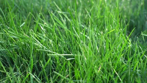 Background texture green grass park Stock Footage 139473754
