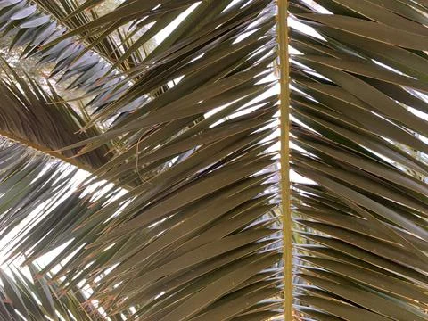 Background texture: green leaf of a southern palm tree. Concept: Summer vacat Stock Photos
