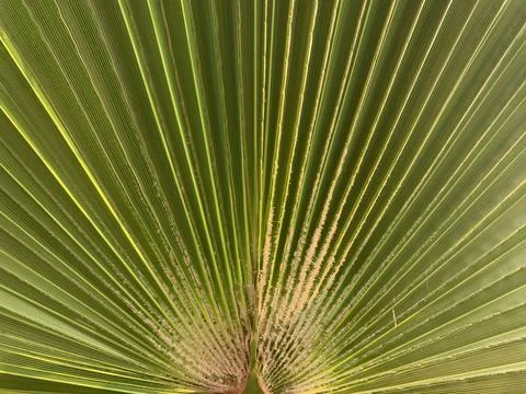 Background texture: green leaf of a southern palm tree. Concept: Summer vacat Stock Photos