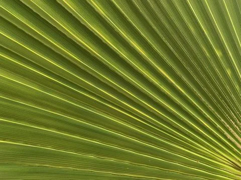 Background texture: green leaf of a southern palm tree. Concept: Summer vacat Stock Photos