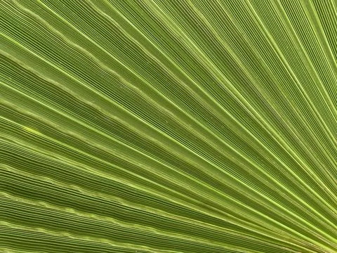 Background texture: green leaf of a southern palm tree. Concept: Summer vacat Stock Photos