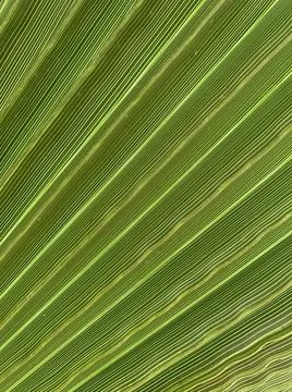 Background texture: green leaf of a southern palm tree. Concept: Summer vacat Stock Photos