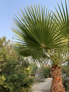 Background texture: green leaf of a southern palm tree. Concept: Summer vacat Stock Photos