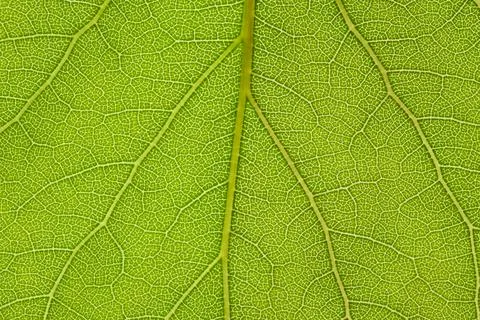 Background texture green leaf structure macro photography Stock Photos