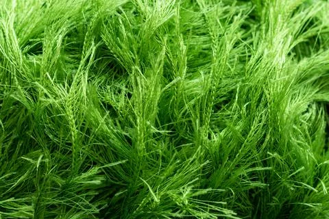 Background texture of green nylon or acrylic yarn with a long thick pile Stock Photos