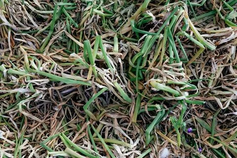 Background - texture of green onions Stock Photos