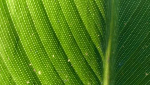 The background texture of green palm leaf Stock Photos