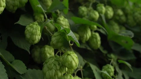 Background texture of green wild thickets of hops Stock Footage 139466711