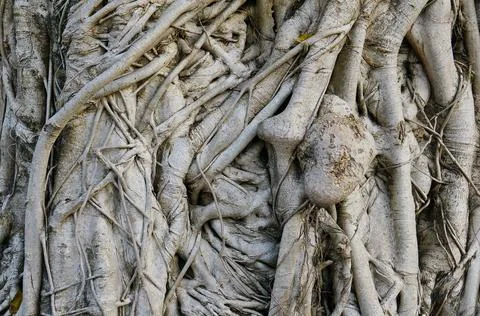 Background, texture. A huge banyan tree trunk. Stock Photos