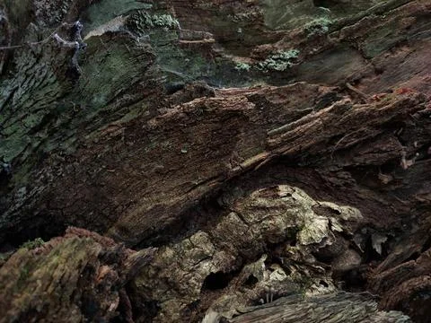 Background, texture, image of oak bark in evening autumn colors Stock Photos