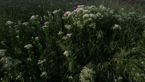 Background texture landscape springflowers and grass Stock Footage 159288983