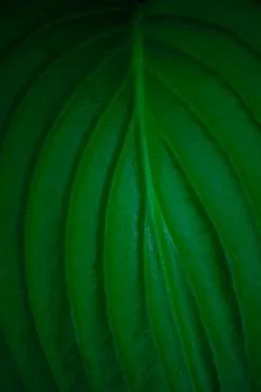Background texture of a large green leaf Stock Photos