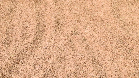 Background texture of a large heap of dry golden agricultural paddy rice grains. Stock Footage 344780822