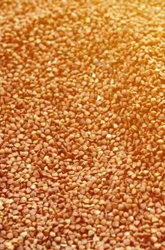 Background texture of a large pile of buckwheat. Many buckwheat grains close- Stock Photos