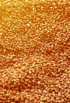 Background texture of a large pile of buckwheat. Many buckwheat grains close-up Stock Photos