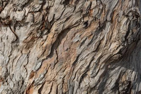 Background texture of layers of tree bark, thin and twisted, copy space Stock Photos