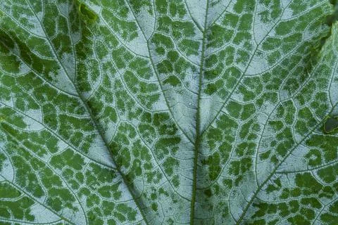 Background texture leaf farm vegetable marrow 스톡 사진