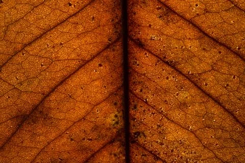Background texture of leaf Stock Photos