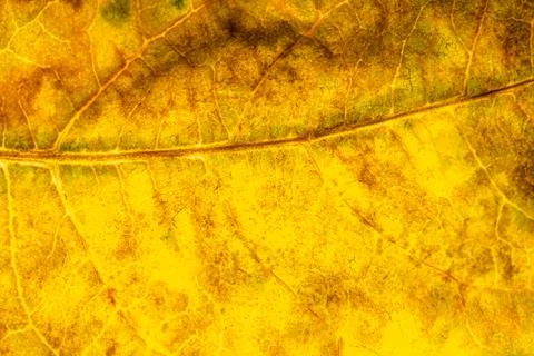 Background texture of leaf 写真素材