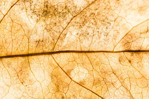 Background texture of leaf 写真素材