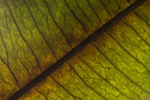 Background texture of leaf 写真素材