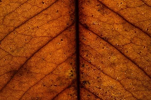 Background texture of leaf 写真素材