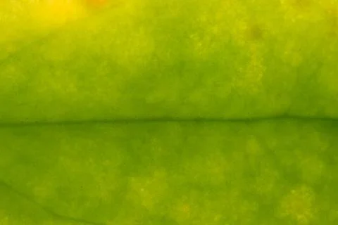 Background texture of leaf 写真素材